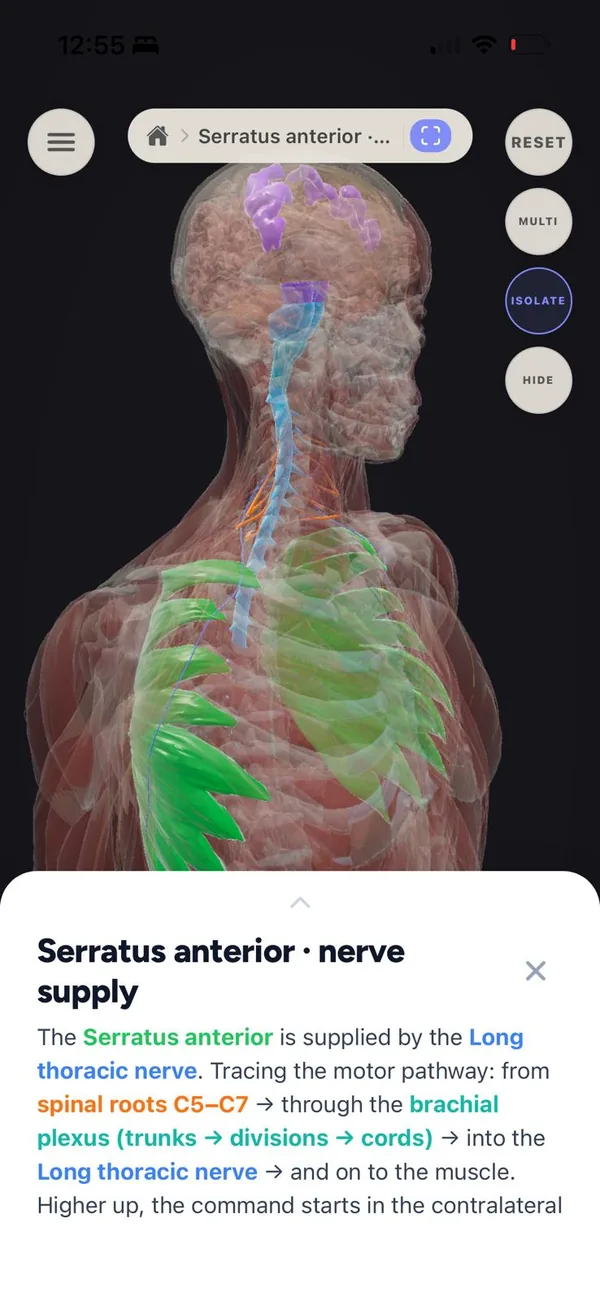 The sandbox with serratus anterior selected, tracing its nerve supply from C5–C7 through the brachial plexus to the long thoracic nerve.