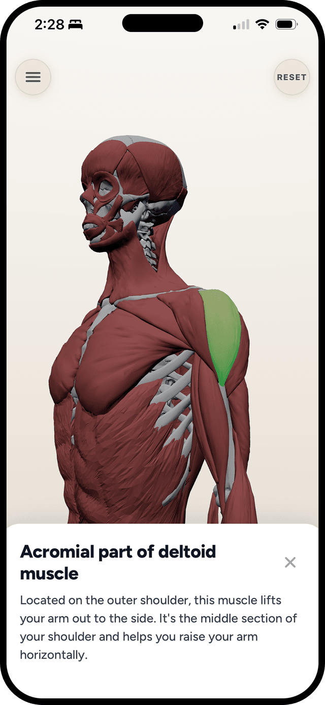 Sandbox mode — exploded skeleton view